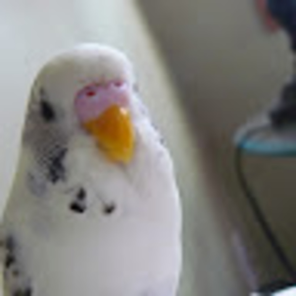 Meet your Posher, Chrysanthe